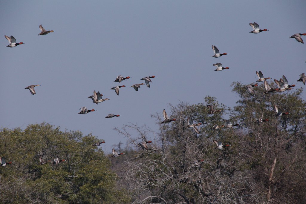 Mixed Ducks 2016-02-13_8 (6).jpg